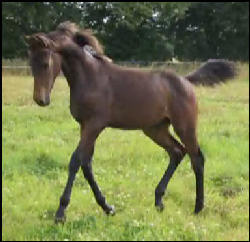 Blacklaw Rising Star 2005 gelding by Rubin Star N